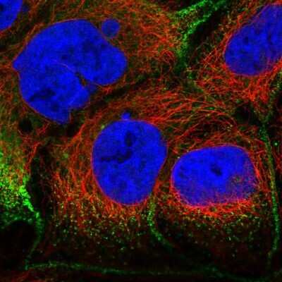 <b>Independent Antibodies Validation. </b>Immunocytochemistry/Immunofluorescence: Villin 1 Antibody [NBP1-85335] - Staining of human cell line CACO-2 shows localization to plasma membrane. Antibody staining is shown in green.