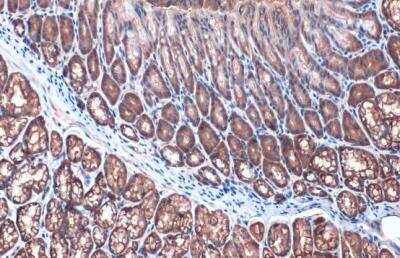 Immunohistochemistry-Paraffin: Villin 1 Antibody [NBP1-32841] - Mouse duodenum. Villin stained by Villin antibody diluted at 1:500. Antigen Retrieval: Citrate buffer, pH 6.0, 15 min. 