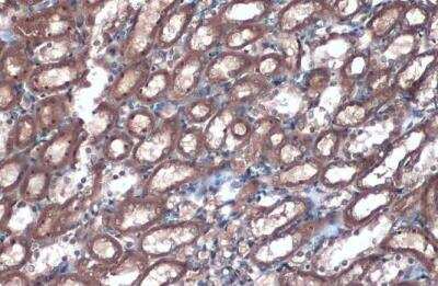Immunohistochemistry-Paraffin: Villin 1 Antibody [NBP1-32841] - Rat kidney. Villin stained by Villin antibody  diluted at 1:500. Antigen Retrieval: Citrate buffer, pH 6.0, 15 min. 