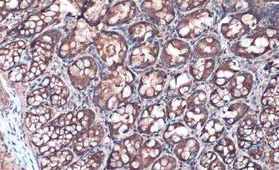 Immunohistochemistry-Paraffin: Villin 1 Antibody [NBP1-32841] - Rat colon. Villin stained by Villin antibody diluted at 1:500. Antigen Retrieval: Citrate buffer, pH 6.0, 15 min.