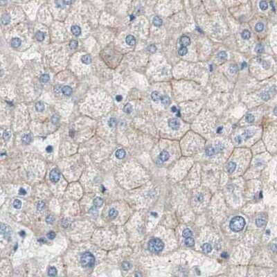 Immunohistochemistry-Paraffin: Villin 1 Antibody [NBP1-85335] - Staining of human liver.