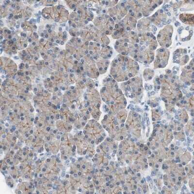 Immunohistochemistry-Paraffin: Villin 1 Antibody [NBP1-85336] - Staining of human pancreas shows weak to moderate positivity in luminal membranes in exocrine glandular cells.