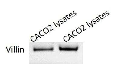 Western Blot: Villin 1 Antibody (JU34-75) [NBP2-75707] - Caco-2 cell line lysate. WB image submitted by a verified customer review.