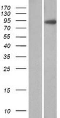 Western Blot Villin 1 Overexpression Lysate