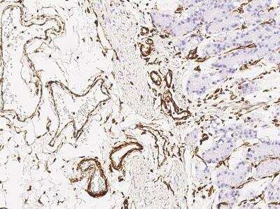 Immunohistochemistry-Paraffin: Vimentin Antibody (001) [NBP2-89210] - Staining of human Vimentin in human stomach with rabbit monoclonal antibody at 1:10000.