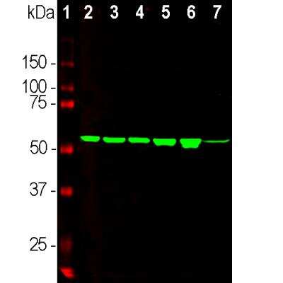 Western Blot: Vimentin Antibody (2A52) [NBP1-92688] - Analysis of cell and whole brain tissue lysates using mouse mAb to vimentin, NBP1-92688, dilution 1:5,000 in green: [1] protein standard (red), [2] HEK293, [3] HeLa, [4] SH-SY5Y, [5] COS-1, [6] C6, and [7] rat brain. The band at about 50kDa mark corresponds to vimentin protein. The antibody does not recognize mouse vimentin (not shown).