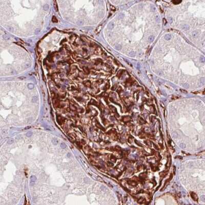 Immunohistochemistry-Paraffin: Vimentin Antibody (CL0157) [NBP2-52867] - Staining of human kidney shows strong immunoreactivity in renal glomeruli but not tubuli cells.