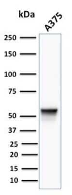 Western Blot: Vimentin Antibody (VM452) - Azide and BSA Free [NBP2-33060] - Western Blot Analysis of human A375 cell lysate using Vimentin Antibody (VM452).