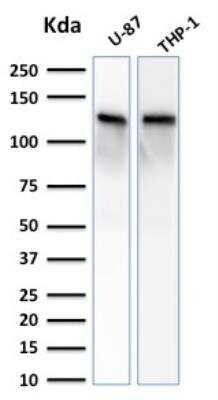 Western Blot: Vinculin Antibody (VCL/2572) - Azide and BSA Free [NBP2-79940] - Analysis of U-87 and THP-1 cell lysate using VCL Mouse Monoclonal Antibody (VCL/2572).