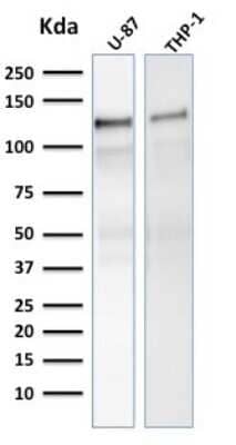 Western Blot: Vinculin Antibody (VCL/2575) [NBP2-79808] - Western Blot Analysis of human U-87, THP-1 cell lysate using Vinculin Antibody (VCL/2575).