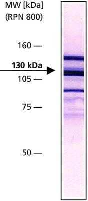 Western Blot: Vinculin Antibody (VIN-11-5) [NB120-11193] - Chicken gizzard cell extract was separated on SDS-PAGE and probed with NB120-11193. The antibody was developed with AlkPhos APA Mouse Fab ads HIgG  and a NBT/BCIP substrate. Antibody dilution 1/200.