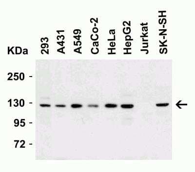 Western Blot: Vinculin Antibody [NBP2-41237] - Western Blot Validation in Human Cell Lines. Loading: 15 ug of lysates per lane.Antibodies: Vinculin NBP2-41237 (2 ug/mL),  1h incubation at RT  in 5% NFDM/TBST.Secondary: Goat anti-rabbit IgG HRP conjugate at 1:10000 dilution.