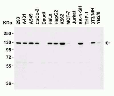 Western Blot: Vinculin Antibody [NBP2-41274] - Western Blot Validation in Human, Mouse and Rat Cell Lines. Loading: 15 ug of lysates per lane. Antibodies: Vinculin NBP2-41274 (1 ug/mL),  1h incubation at RT  in 5% NFDM/TBST. Secondary: Goat anti-rabbit IgG HRP conjugate at 1:10000 dilution.