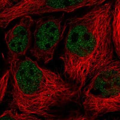 Immunocytochemistry/Immunofluorescence: Vinexin Antibody [NBP2-56623] - Staining of human cell line CACO-2 shows localization to nucleoplasm.
