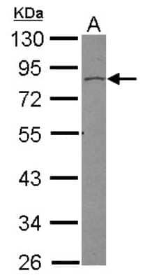 Western Blot: Vinexin Antibody [NBP2-20860] - Sample (30 ug of whole cell lysate) A: HepG2 10% SDS PAGE gel, diluted at 1:500.