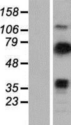 Western Blot: Vinexin Overexpression Lysate (Adult Normal) [NBP2-11026] Left-Empty vector transfected control cell lysate (HEK293 cell lysate); Right -Over-expression Lysate for Vinexin.