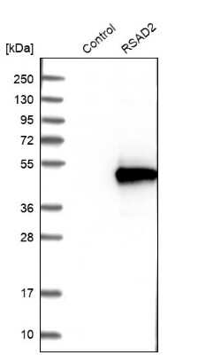 Western Blot Viperin Antibody