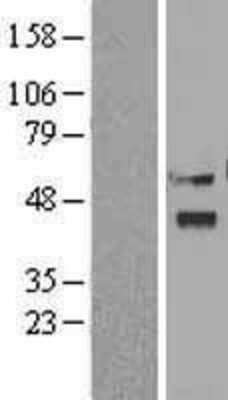 Western Blot Viperin Overexpression Lysate