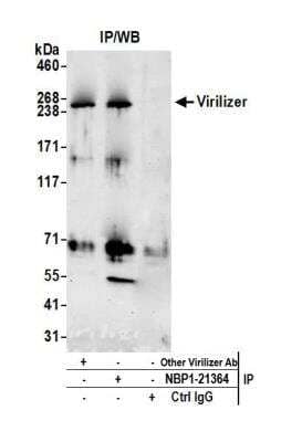 <b>Independent Antibodies Validation. </b>Immunoprecipitation: Virilizer Antibody [NBP1-21364] - Detection of human Virilizer by western blot of immunoprecipitates. Samples: Whole cell lysate (1.0 mg per IP reaction; 20% of IP loaded) from HeLa cells prepared using NETN lysis buffer. Antibodies: Affinity purified rabbit anti-Virilizer antibody NBP1-21364 used for IP at 6 ug per reaction. Virilizer was also immunoprecipitated by another rabbit anti-Virilizer antibody. For blotting immunoprecipitated Virilizer, NBP1-21364 was used at 1 ug/ml. Detection: Chemiluminescence with an exposure time of 30 seconds.