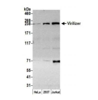 Western Blot: Virilizer Antibody [NBP1-21364] - Whole cell lysate (50 ug) from HeLa, 293T, and Jurkat cells prepared using NETN lysis buffer. Antibody: Affinity purified rabbit anti-Virilizer antibody used for WB at 0.1 ug/ml. Detection: Chemiluminescence with an exposure time of 3 minutes.