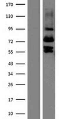 Western Blot: Vitrin Overexpression Lysate (Adult Normal) [NBP2-11460] Left-Empty vector transfected control cell lysate (HEK293 cell lysate); Right -Over-expression Lysate for Vitrin.