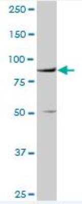 Western Blot: Vitronectin Antibody [H00007448-D01P] - Expression in HeLa.
