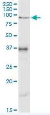 Western Blot: Vitronectin Antibody [H00007448-D01P] - Expression in mouse testis.