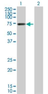 Western Blot: Vitronectin Antibody [H00007448-D01P] - analysis of VTN expression in transfected 293T cell line by VTN MaxPab rabbit polyclonal antibody. Lane 1: VTN transfected lysate (54.30 KDa). Lane 2: Non-transfected lysate.