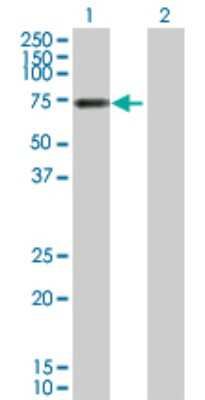 Western Blot: Vitronectin Antibody [H00007448-D01P] - Analysis of VTN expression in transfected 293T cell line by VTN polyclonal antibody.Lane 1: VTN transfected lysate(54.30 KDa).Lane 2: Non-transfected lysate.