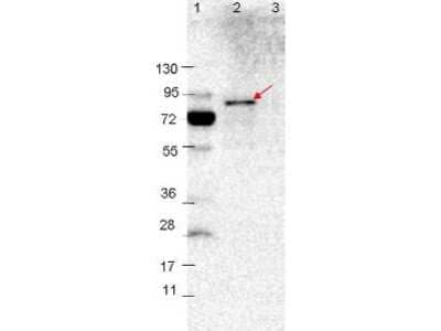 Western Blot: VlsE Antibody [NBP2-21653] - Detection of 0.1 ug of recombinant VlsE protein. Lane 1: Molecular weight markers. Lane 2: MBP-VlsE fusion protein.  Lane 3: MBP alone. Protein was run on a 4-20% gel, then transferred to 0.45 um nitrocellulose. After blocking with 1% BSA-TTBS overnight at 4C, primary antibody was used at 1:1000 at room temperature for 30 min. HRP-conjugated Goat-Anti-Rabbit  secondary antibody was used at 1:40,000 in Blocking Buffer  and imaged on the 4000 imaging system.