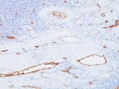 Immunohistochemistry-Paraffin: Von Willebrand Factor Antibody (3E2D10) - Azide and BSA Free [NBP2-34535] - Formalin-fixed, paraffin-embedded human tonsil stained with vWF MAb (3E2D10)