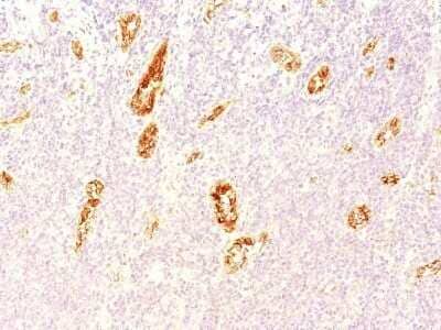 Immunohistochemistry-Paraffin: Von Willebrand Factor Antibody (3E2D10) - Azide and BSA Free [NBP2-34535] - Formalin-fixed, paraffin-embedded human Pancreas stained with Von Willebrand Factor Antibody (3E2D10).