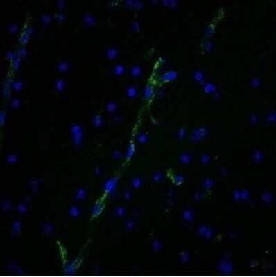 Immunohistochemistry-Paraffin: Von Willebrand Factor Antibody (3E2D10) - Azide and BSA Free [NBP2-34535] - Formalin-fixed, paraffin-embedded human brain stained using Von Willebrand Factor Antibody (3E2D10) followed by goat anti-mouse IgG-CF488 (green). DAPI used to label nuclei.