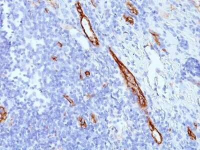 Immunohistochemistry-Paraffin: Von Willebrand Factor Antibody (SPM577) - Azide and BSA Free [NBP2-34810] - Formalin-paraffin tonsil stained with vWF MAb (SPM577)