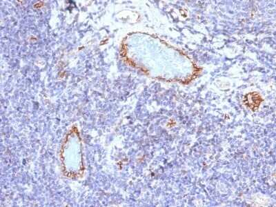 Immunohistochemistry-Paraffin: Von Willebrand Factor Antibody (VWF/1465) - Azide and BSA Free [NBP2-54430] - Formalin-fixed, paraffin-embedded human Tonsil stained with vWF Monoclonal Antibody (VWF/1465)