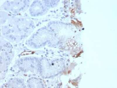 Immunohistochemistry-Paraffin: Von Willebrand Factor Antibody (rVWF/2480) [NBP3-07200] - Formalin-fixed, paraffin-embedded human Tonsil stained with Von Willebrand Factor Recombinant Mouse Monoclonal Antibody (rVWF/2480).