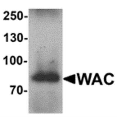 Western Blot WAC Antibody - BSA Free