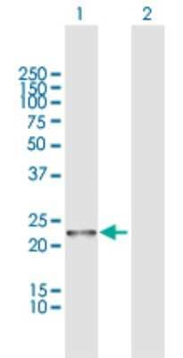 Western Blot: WARS2 Antibody [H00010352-D01P] - Analysis of WARS2 expression in transfected 293T cell line by WARS2 polyclonal antibody.Lane 1: WARS2 transfected lysate(24.80 KDa).Lane 2: Non-transfected lysate.