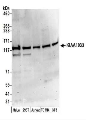 Western Blot: WASHC4 Antibody [NBP2-44291] - Whole cell lysate (50 ug) from HeLa, 293T, Jurkat, mouse TCMK-1, and mouse NIH3T3 cells prepared using NETN lysis buffer.