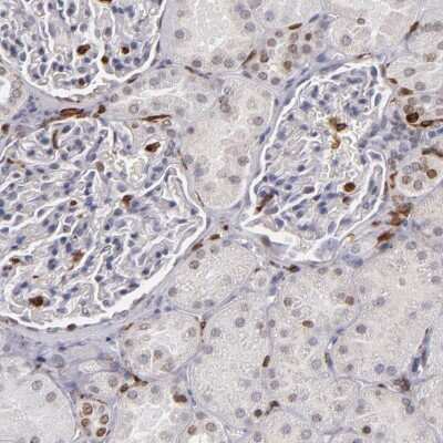 Immunohistochemistry-Paraffin: WASP Antibody [NBP1-87827] - Staining of human kidney shows low expression as expected.