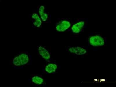 Immunocytochemistry/Immunofluorescence: WBP11 Antibody [H00051729-B01P] - Analysis of purified antibody to WBP11 on HeLa cell. (antibody concentration 10 ug/ml)