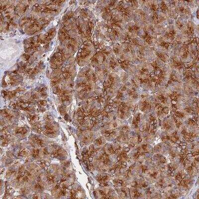 Immunohistochemistry-Paraffin: WBP11 Antibody [NBP1-80988] - Staining of human pancreas shows strong cytoplasmic positivity in exocrine glandular cells.