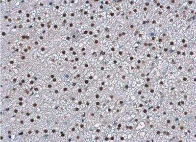 Immunohistochemistry-Paraffin: WBP11 Antibody [NBP2-20886] - Paraffin-embedded rat adrenal. WBP11 antibody diluted at 1:500.