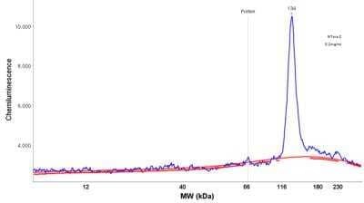Simple Western: WBP11 Antibody [NBP2-38602] - Electropherogram image of the corresponding Simple Western lane view. WBP11 antibody was used at 1:25 dilution on Ntera-2 lysate(s) respectively.
