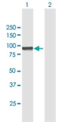 Western Blot: WBP11 Antibody [H00051729-B01P] - Analysis of WBP11 expression in transfected 293T cell line by WBP11 polyclonal antibody.  Lane 1: WBP11 transfected lysate(70.51 KDa). Lane 2: Non-transfected lysate.