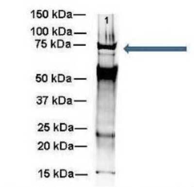 Western Blot: WBP11 Antibody [NBP1-54648] - Titration: 2 ug/ml Positive Control: Mouse brain homogenate