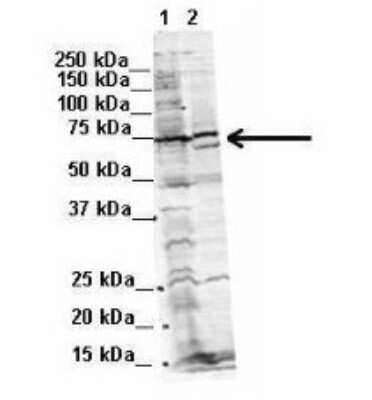 Western Blot: WBP11 Antibody [NBP1-54648] - Titration: 2 ug/ml Positive Control: Human NT-2 cells and Mouse WT brain.