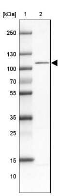 Western Blot: WBP11 Antibody [NBP2-38551] - Lane 1: Marker [kDa] 250, 130, 100, 70, 55, 35, 25, 15, 10Lane 2: Human cell line NTERA-2