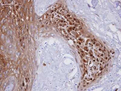 Immunohistochemistry-Paraffin WBSCR22 Antibody