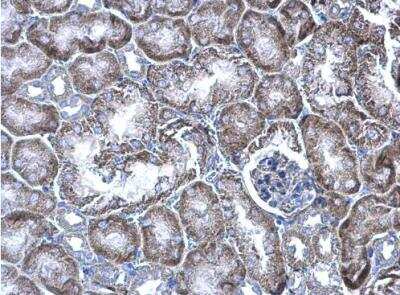 Immunohistochemistry-Paraffin: WBSCR22 Antibody [NBP1-31454] -  Mouse kidney. WBSCR22 antibody diluted at 1:500. Antigen Retrieval: Trilogy™ (EDTA based, pH 8.0) buffer, 15min. 